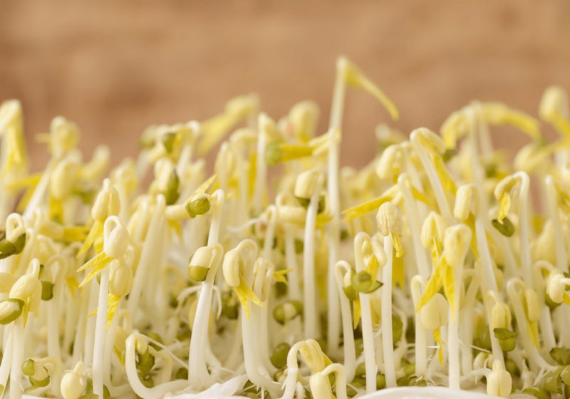 Tìm hiểu những lợi ích sức khỏe của việc sử dụng giá đỗ